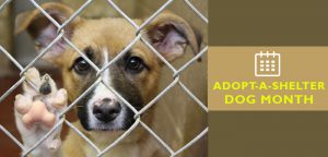 October is Adopt a Shelter Dog Month